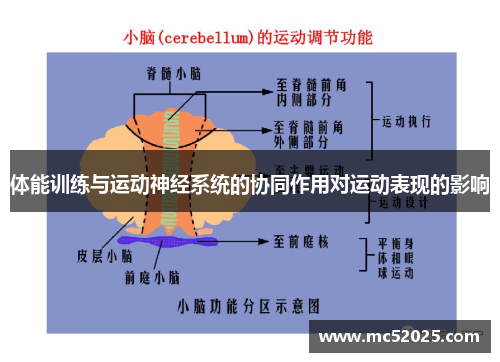 体能训练与运动神经系统的协同作用对运动表现的影响